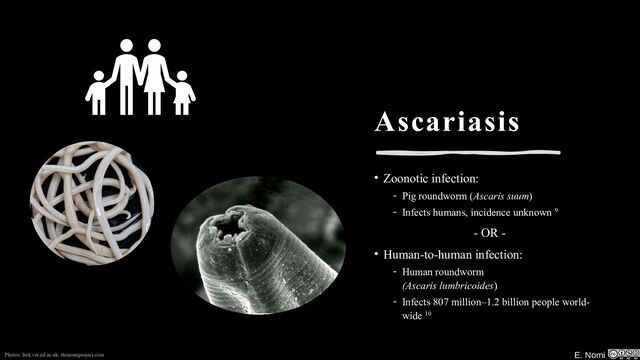 E. Nomi
Ascariasis
• Zoonotic infection:
- Pig roundworm (Ascaris suum)
- Infects humans, incidence unknown 9
- OR -
• Human-to-human infection:
- Human roundworm
(Ascaris lumbricoides)
- Infects 807 million–1.2 billion people world-
wide 10
Photos: link.vet.ed.ac.uk, thenounproject.com E. Nomi
