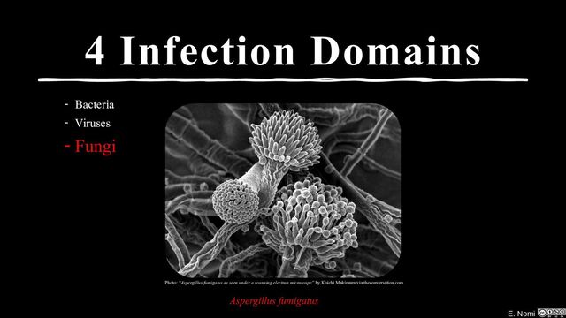 E. Nomi
4 Infection Domains
- Bacteria
- Viruses
- Fungi
Photo: “Aspergillus fumigatus as seen under a scanning electron microscope” by Koichi Makimura via theconversation.com
Aspergillus fumigatus
