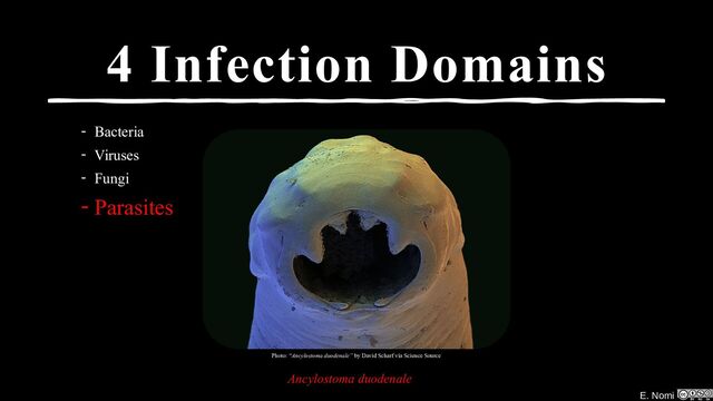 E. Nomi
4 Infection Domains
- Bacteria
- Viruses
- Fungi
- Parasites
Photo: “Ancylostoma duodenale” by David Scharf via Science Source
Ancylostoma duodenale
