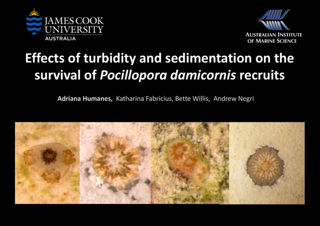 Effects of turbidity and sedimentation on the
survival of Pocillopora damicornis recruits
Adriana Humanes, Katharina Fabricius, Bette Willis, Andrew Negri
