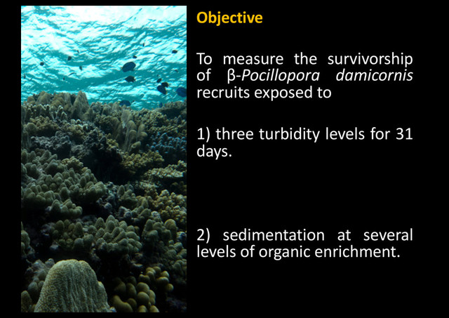 Objective
To measure the survivorship
of β-Pocillopora damicornis
recruits exposed to
1) three turbidity levels for 31
days.
2) sedimentation at several
levels of organic enrichment.
