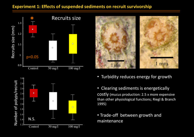 N.S.
Number of polyps/recruit
p<0.05
Recruits size (mm)
0.9
1
1.1
1.2
1.3
*
Experiment 1: Effects of suspended sediments on recruit survivorship
• Turbidity reduces energy for growth
• Clearing sediments is energetically
costly (mucus production: 2.5 x more expensive
than other physiological functions; Riegl & Branch
1995)
• Trade-off between growth and
maintenance
Recruits size
