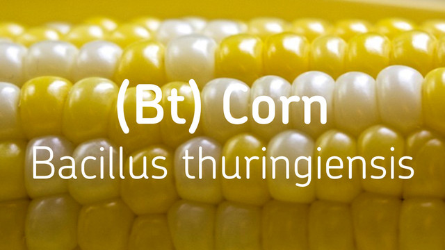 (Bt) Corn
Bacillus thuringiensis

