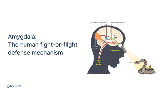 Amygdala:
The human fight-or-flight
defense mechanism

