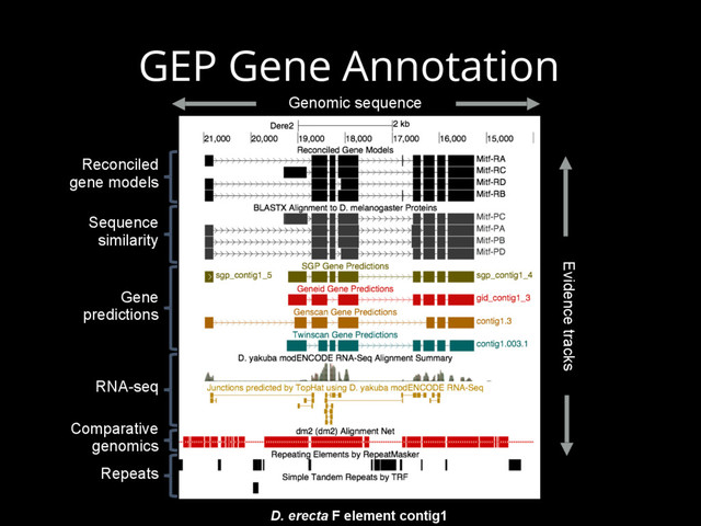 GEP Gene Annotation
Evidence tracks
Reconciled
gene models
Sequence
similarity
Gene
predictions
RNA-seq
Comparative
genomics
Repeats
Genomic sequence
D. erecta F element contig1
