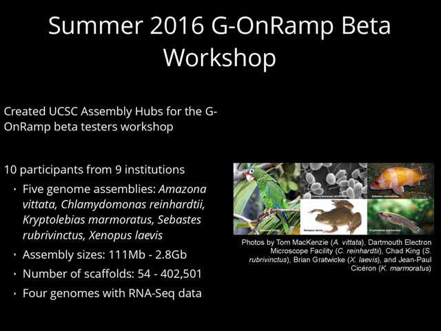 Summer 2016 G-OnRamp Beta
Workshop
Created UCSC Assembly Hubs for the G-
OnRamp beta testers workshop
10 participants from 9 institutions
‣ Five genome assemblies: Amazona
vittata, Chlamydomonas reinhardtii,
Kryptolebias marmoratus, Sebastes
rubrivinctus, Xenopus laevis
‣ Assembly sizes: 111Mb - 2.8Gb
‣ Number of scaffolds: 54 - 402,501
‣ Four genomes with RNA-Seq data
Photos by Tom MacKenzie (A. vittata), Dartmouth Electron
Microscope Facility (C. reinhardtii), Chad King (S.
rubrivinctus), Brian Gratwicke (X. laevis), and Jean-Paul
Cicéron (K. marmoratus)
