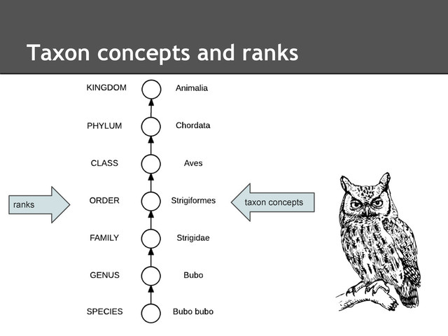 Taxon concepts and ranks
taxon concepts
ranks
