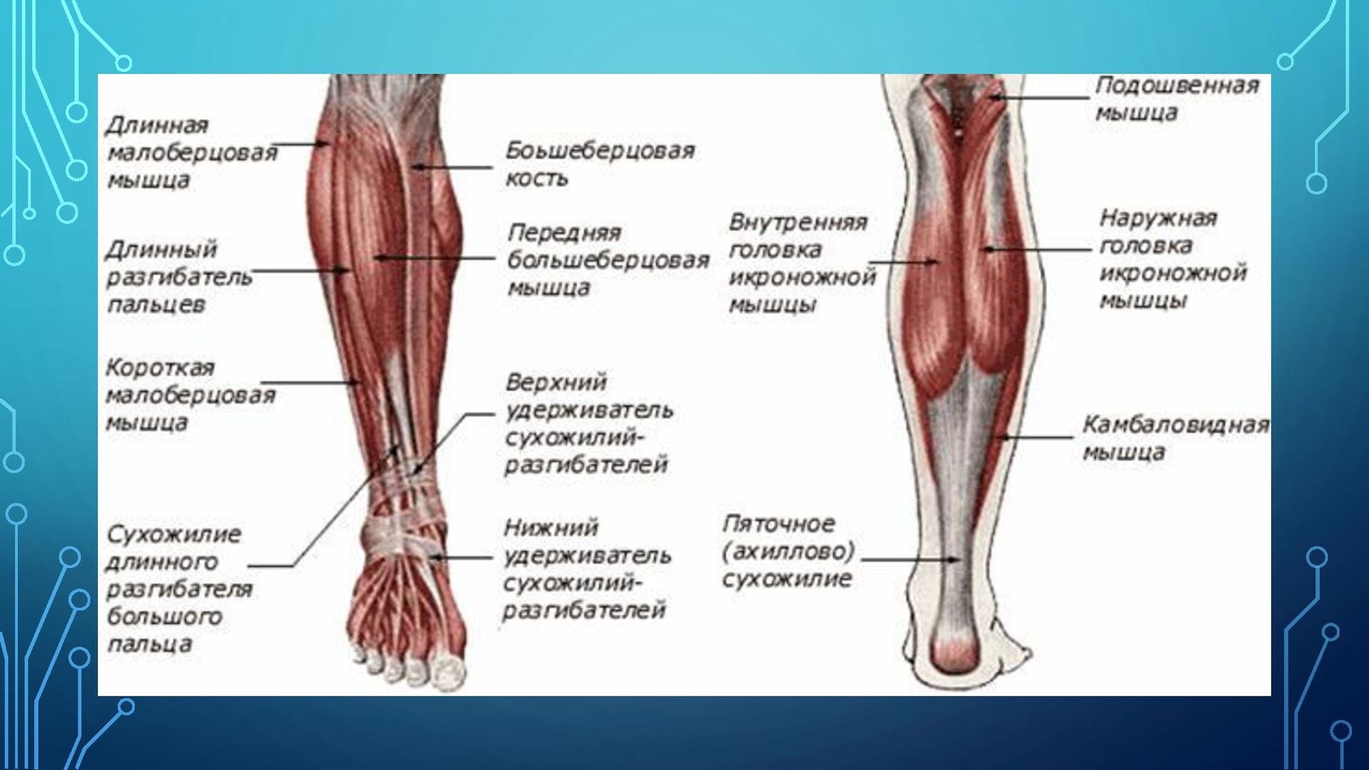 Где живут ноги. Строение мышц ноги спереди. Кости и мышцы нижних конечностей человека анатомия. Строение мышц на ноге спереди человека. Мышцы голени анатомия задняя группа мышц.