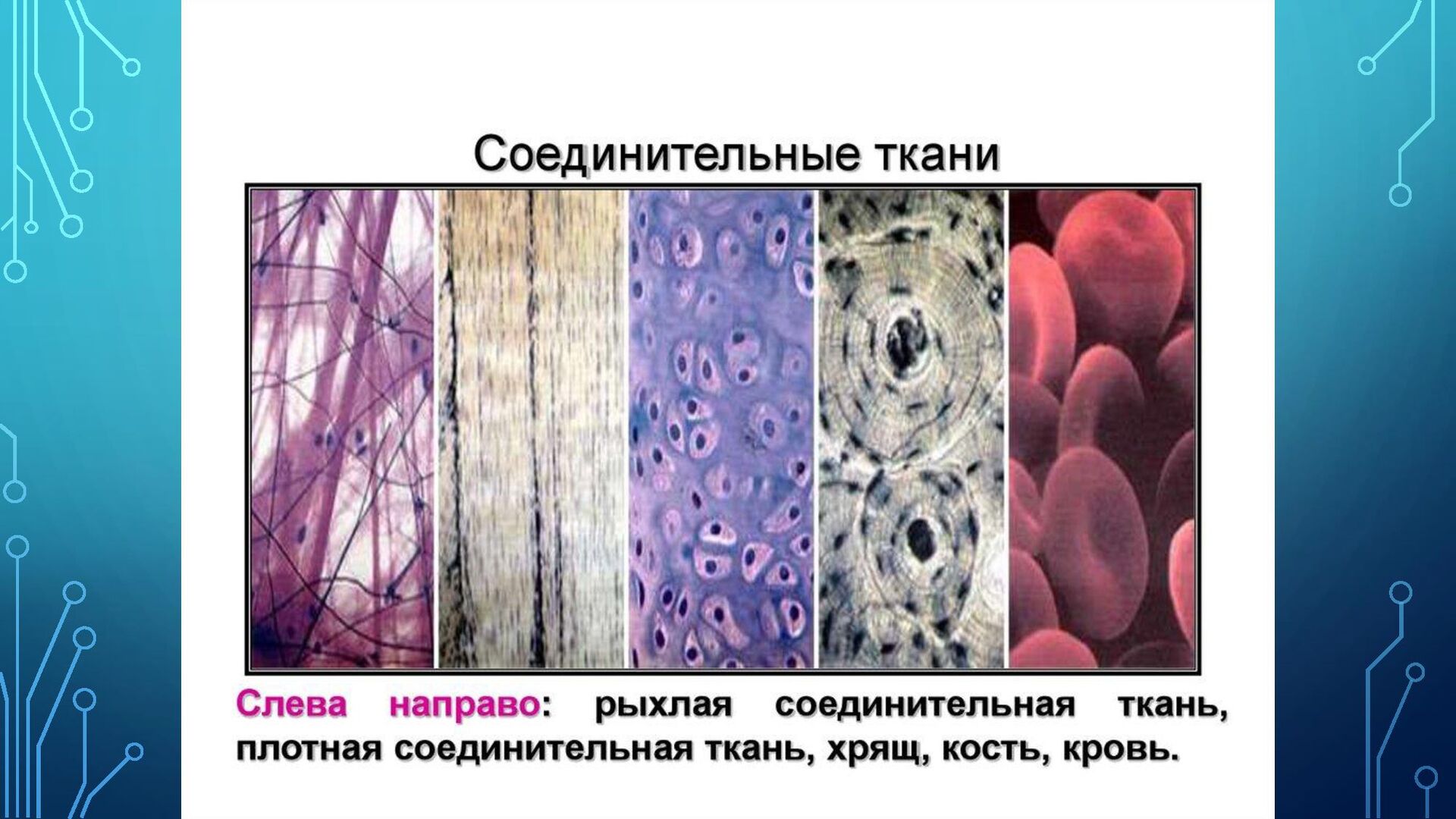 Соединительная ткань кровь под микроскопом