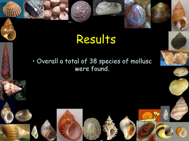 Results
• Overall a total of 38 species of mollusc
were found.
