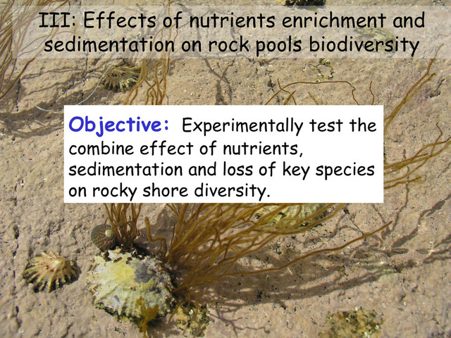 III: Effects of nutrients enrichment and
sedimentation on rock pools biodiversity
Objective: Experimentally test the
combine effect of nutrients,
sedimentation and loss of key species
on rocky shore diversity.
