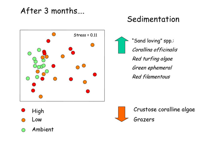 Stress = 0.11
After 3 months….
Crustose coralline algae
Grazers
“Sand loving” spp.:
Corallina officinalis
Red turfing algae
Green ephemeral
Red filamentous
Sedimentation
Ambient
High
Low
