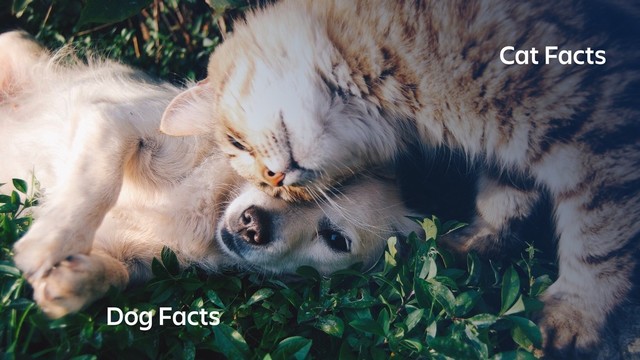 Cat Facts
Dog Facts
