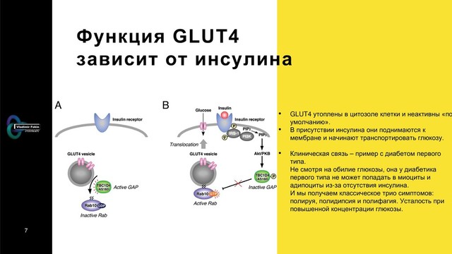 7
Функция GLUT4
зависит от инсулина
• GLUT4 утоплены в цитозоле клетки и неактивны «по
умолчанию».
• В присутствии инсулина они поднимаются к
мембране и начинают транспортировать глюкозу.
• Клиническая связь – пример с диабетом первого
типа.
Не смотря на обилие глюкозы, она у диабетика
первого типа не может попадать в миоциты и
адипоциты из-за отсутствия инсулина.
И мы получаем классическое трио симптомов:
полируя, полидипсия и полифагия. Усталость при
повышенной концентрации глюкозы.
