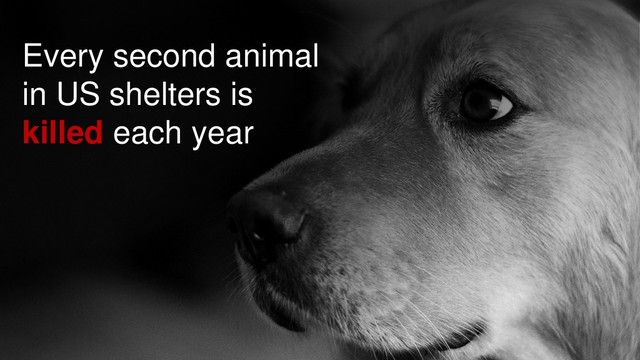 Every second animal
in US shelters is
killed each year
