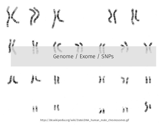 Genome / Exome / SNPs
https://de.wikipedia.org/wiki/Datei:DNA_human_male_chromosomes.gif
