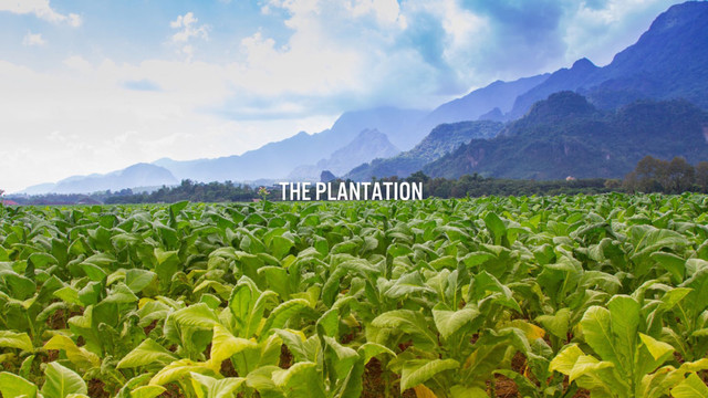 The plantation
THE PLANTation
