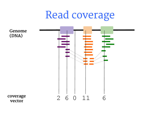Read coverage
coverage
vector
2 6 0 11 6
Genome
(DNA)
