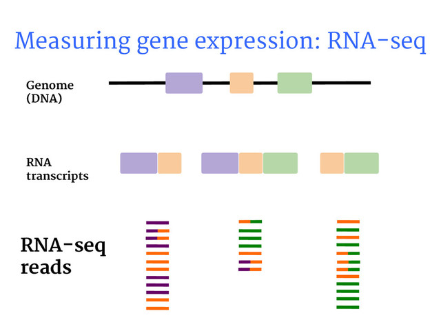 Measuring gene expression: RNA-seq
RNA-seq
reads
Genome
(DNA)
RNA
transcripts

