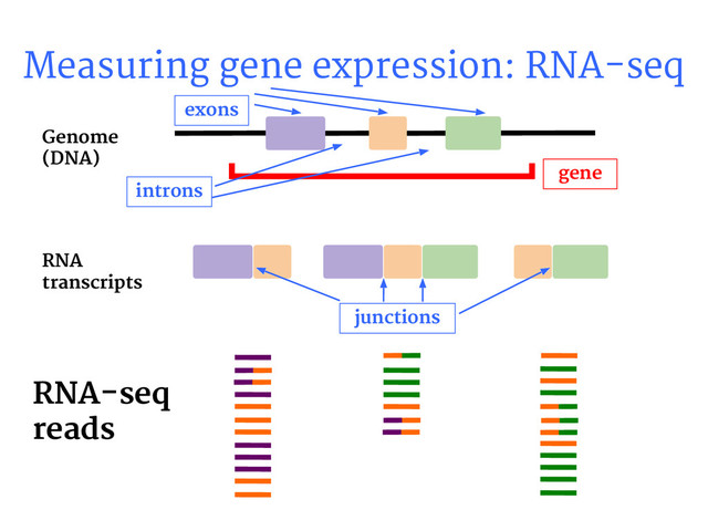 Measuring gene expression: RNA-seq
RNA-seq
reads
Genome
(DNA)
RNA
transcripts
gene
exons
introns
junctions
