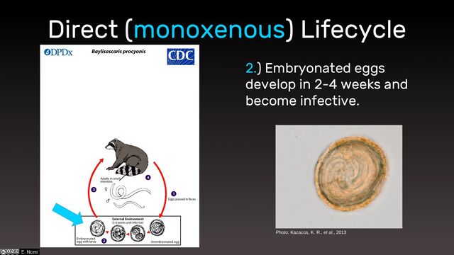 Direct (monoxenous) Lifecycle
2.) Embryonated eggs
develop in 2-4 weeks and
become infective.
Photo: Kazacos, K. R., et al., 2013
