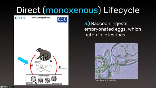 Direct (monoxenous) Lifecycle
3.) Raccoon ingests
embryonated eggs, which
hatch in intestines.
Photo: Shafir, S. C. et al., 2011
