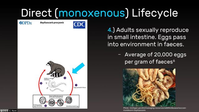 Direct (monoxenous) Lifecycle
4.) Adults sexually reproduce
in small intestine. Eggs pass
into environment in faeces.
– Average of 20,000 eggs
per gram of faeces6
Photo: michigan.gov/dnr/managing-resources/wildlife/disease/raccoon-
roundworm-baylisascaris
