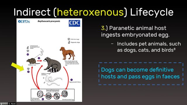 Indirect (heteroxenous) Lifecycle
3.) Paranetic animal host
ingests embryonated egg.
– Includes pet animals, such
as dogs, cats, and birds8
Dogs can become definitive
hosts and pass eggs in faeces
