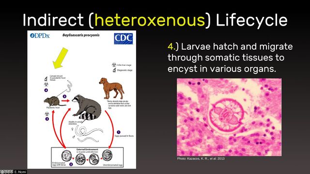 Indirect (heteroxenous) Lifecycle
4.) Larvae hatch and migrate
through somatic tissues to
encyst in various organs.
Photo: Kazacos, K. R., et al. 2013
