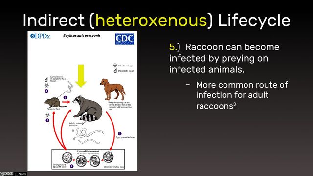 Indirect (heteroxenous) Lifecycle
5.) Raccoon can become
infected by preying on
infected animals.
– More common route of
infection for adult
raccoons2
