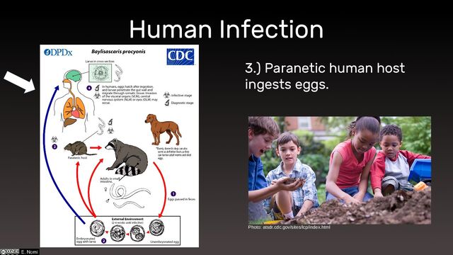 Human Infection
3.) Paranetic human host
ingests eggs.
Photo: atsdr.cdc.gov/sites/lcp/index.html
