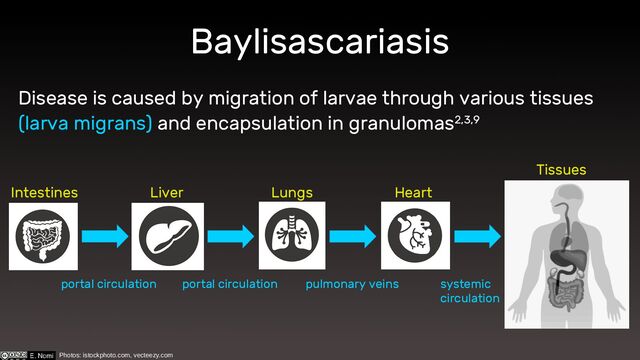 Baylisascariasis
Disease is caused by migration of larvae through various tissues
(larva migrans) and encapsulation in granulomas2,3,9
Intestines Liver Lungs Heart
Tissues
portal circulation portal circulation pulmonary veins systemic
circulation
Photos: istockphoto.com, vecteezy.com
