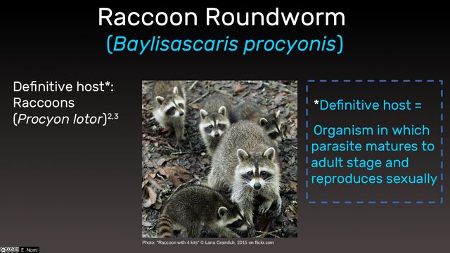 Definitive host*:
Raccoons
(Procyon lotor)2,3
Photo: "Raccoon with 4 kits" © Lana Gramlich, 2015 on flickr.com
*Definitive host =
Organism in which
parasite matures to
adult stage and
reproduces sexually
Raccoon Roundworm
(Baylisascaris procyonis)
