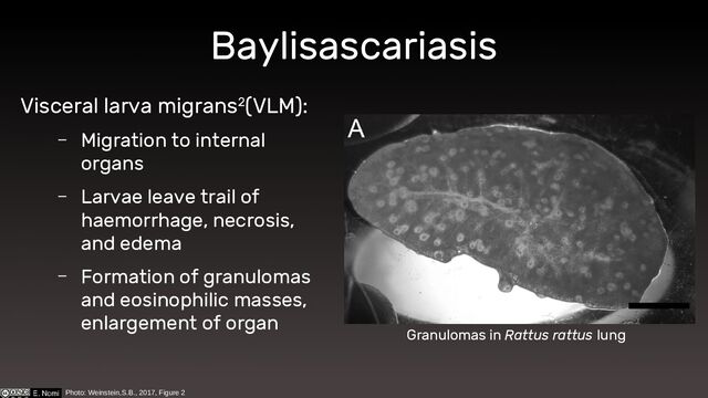 Baylisascariasis
Visceral larva migrans2(VLM):
– Migration to internal
organs
– Larvae leave trail of
haemorrhage, necrosis,
and edema
– Formation of granulomas
and eosinophilic masses,
enlargement of organ
Photo: Weinstein,S.B., 2017, Figure 2
Granulomas in Rattus rattus lung
