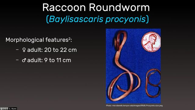 Raccoon Roundworm
(Baylisascaris procyonis)
Morphological features2:
– ♀ adult: 20 to 22 cm
– ♂ adult: 9 to 11 cm
Photo: microbewiki.kenyon.edu/images/f/f6/B.Procyonis.size.png

