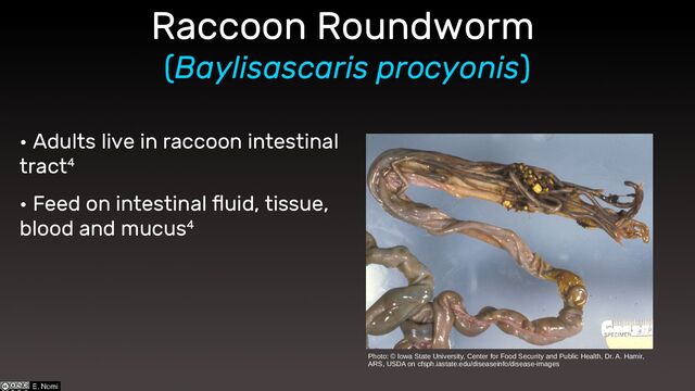 • Adults live in raccoon intestinal
tract4
• Feed on intestinal fluid, tissue,
blood and mucus4
Raccoon Roundworm
(Baylisascaris procyonis)
Photo: © Iowa State University, Center for Food Security and Public Health, Dr. A. Hamir,
ARS, USDA on cfsph.iastate.edu/diseaseinfo/disease-images
