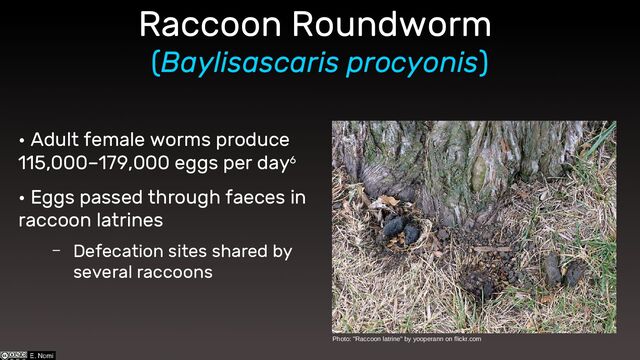 Raccoon Roundworm
(Baylisascaris procyonis)
• Adult female worms produce
115,000–179,000 eggs per day6
• Eggs passed through faeces in
raccoon latrines
– Defecation sites shared by
several raccoons
Photo: "Raccoon latrine" by yooperann on flickr.com
