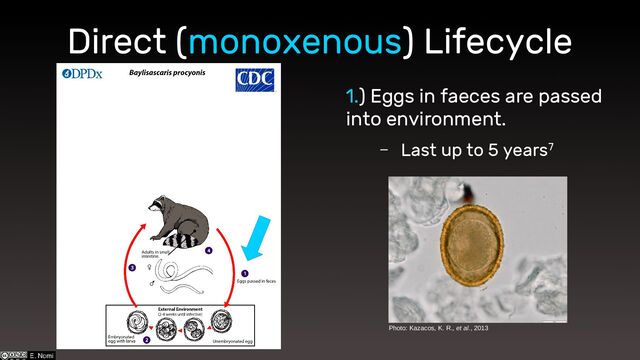 Direct (monoxenous) Lifecycle
1.) Eggs in faeces are passed
into environment.
– Last up to 5 years7
Photo: Kazacos, K. R., et al., 2013
