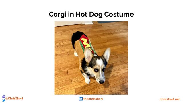 Corgi in Hot Dog Costume
chrisshort.net
@ChrisShort thechrisshort
