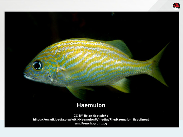 Haemulon
CC BY Brian Gratwicke
https://en.wikipedia.org/wiki/Haemulon#/media/File:Haemulon_flavolineat
um_French_grunt.jpg
