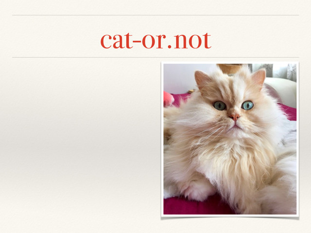 cat-or.not
