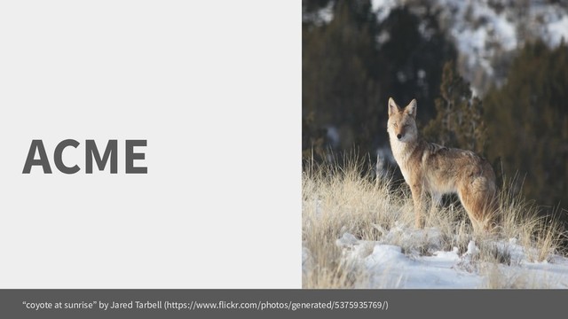 ACME
“coyote at sunrise” by Jared Tarbell (https://www.flickr.com/photos/generated/5375935769/)
