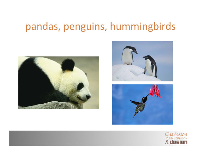 pandas, penguins, hummingbirds
