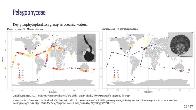 Pelagophyceae
Key picophytoplankton group in oceanic waters.
Cabello AM.et al. 2018. Pelagophyte assemblages of the global ocean display low intraspecific diversity. in prep.
Andersen RA., Saunders GW., Paskind MP., Sexton J. 1993. Ultrastructure and 18S rRNA gene sequence for Pelagomonas calceolata gen. and sp. nov. and the
description of a new algal class, the Pelagophyceae classis nov. Journal of Phycology 29:701–715.
24 / 27
