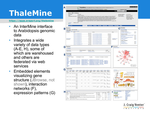 ThaleMine
https://apps.araport.org/thalemine
• An InterMine interface
to Arabidopsis genomic
data
• Integrates a wide
variety of data types
(A-E, H), some of
which are warehoused
and others are
federated via web
services
• Embedded elements
visualizing gene
structure (JBrowse, not
shown), interaction
networks (F),
expression patterns (G)
