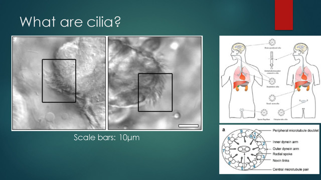 What are cilia?
Scale bars: 10µm
