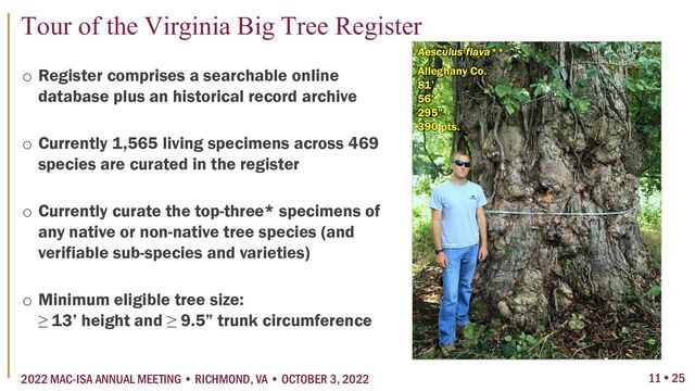 Aesculus flava**
Alleghany Co.
81’
56’
295”
390 pts.
o Register comprises a searchable online
database plus an historical record archive
o Currently 1,565 living specimens across 469
species are curated in the register
o Currently curate the top-three* specimens of
any native or non-native tree species (and
verifiable sub-species and varieties)
o Minimum eligible tree size:
≥ 13’ height and ≥ 9.5” trunk circumference
11  25
Tour of the Virginia Big Tree Register
2022 MAC-ISA ANNUAL MEETING • RICHMOND, VA • OCTOBER 3, 2022
