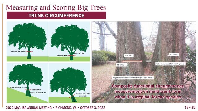 15  25
2022 MAC-ISA ANNUAL MEETING • RICHMOND, VA • OCTOBER 3, 2022
Measuring and Scoring Big Trees
TRUNK CIRCUMFERENCE
Composite functional circumference
measurement on multi-trunk form
when it is atypical for the species
