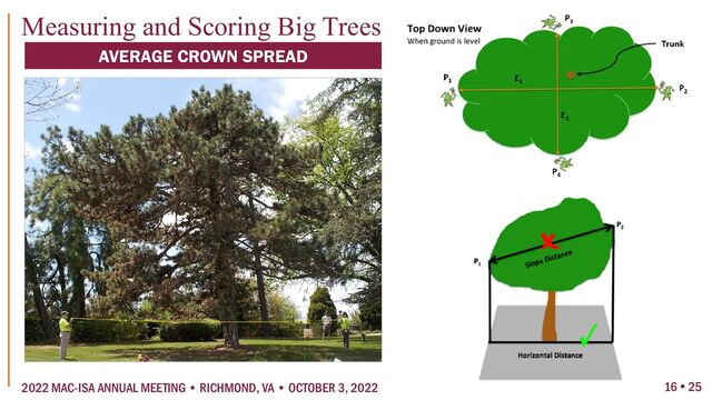 16  25
2022 MAC-ISA ANNUAL MEETING • RICHMOND, VA • OCTOBER 3, 2022
Measuring and Scoring Big Trees
AVERAGE CROWN SPREAD
