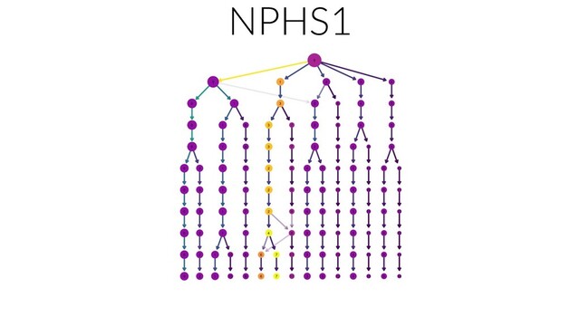 NPHS1
